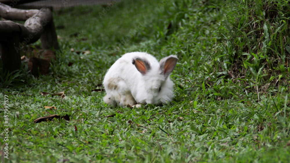 White Rabbit on Green Grass in Outdoor Garden Setting Captured in Natural Light with Focus on Fluffy Fur and Ears White Rabbit on Green Grass in Outdoor Garden Setting Captured in Natural Light with Focus on Fluffy Fur and Ears