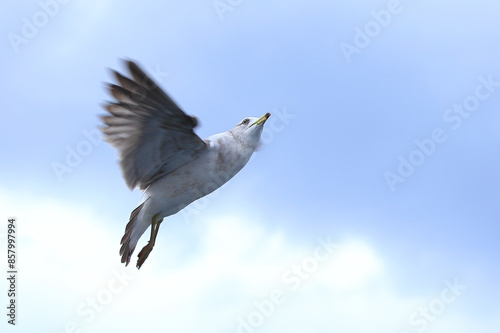 A Seagull Soaring Gracefully in the Clear Sky. Its wings are spread wide, capturing the essence of freedom and the beauty of nature in motion. photo