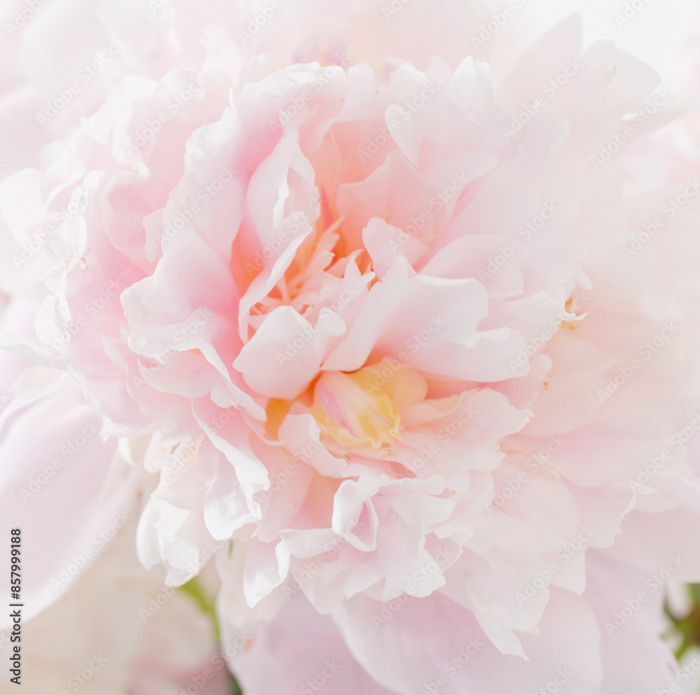 beautiful delicate pink peonyes clouse up beautiful delicate pink peonyes clouse up