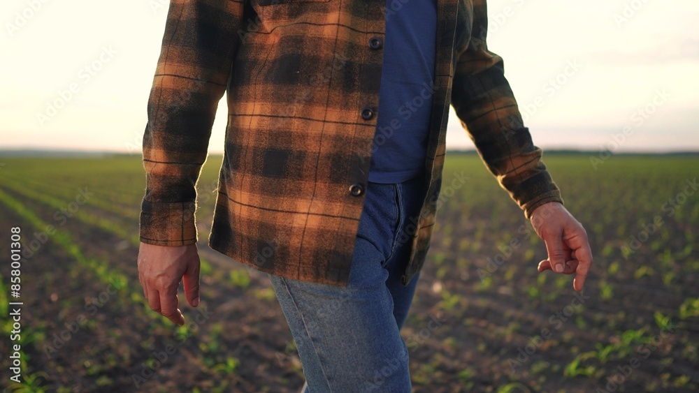 The farmer working in the corn field. agriculture a business concept. The farmer hand walking field. hand close-up farmer lifestyle walking through a field of corn The farmer working in the corn field. agriculture a business concept. The farmer hand walking field. hand close-up farmer lifestyle walking through a field of corn