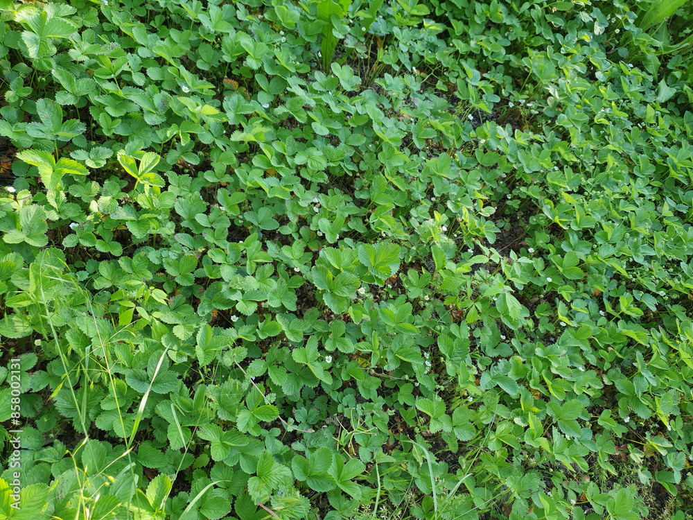 Fototapeta premium strawberry field background