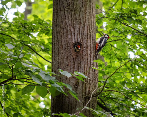 Great spotted woodpecker with young in tree hollow, birds feed young in nest, Dendrocopos major photo