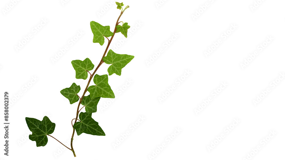 ivy plant isolated over white