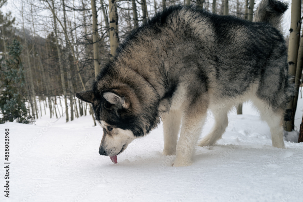 Alaskan malamute licking the snow Alaskan malamute licking the snow