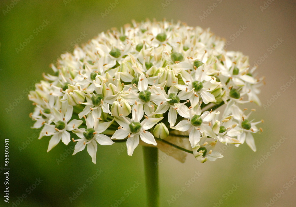 Close up of a dense umbellate inflorescence of black garlic, broad-leaved leek, or broadleaf garlic (Allium nigrum), a Middle Eastern species of wild onion Close up of a dense umbellate inflorescence of black garlic, broad-leaved leek, or broadleaf garlic (Allium nigrum), a Middle Eastern species of wild onion