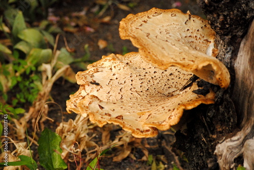 Fotografie Close up of a big cream coloured bracket or shelf fungus (polyporus squamosus) w