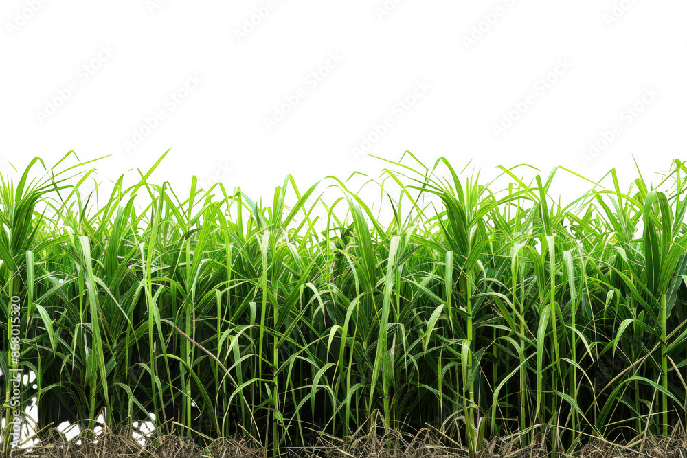 Green Sugarcane Field Green Sugarcane Field
