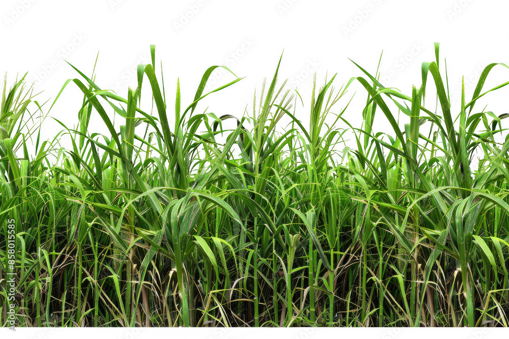 Green Sugarcane Field Green Sugarcane Field