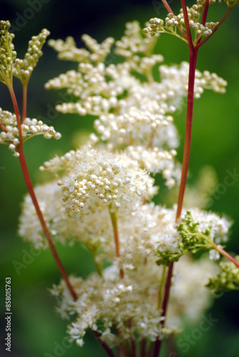 Close up of the delicate, graceful, creamy-white flowers of meadowsweet or mead wort, queen or pride or lady of the meadow, meadow-wort, meadow queen, dollof,or bridewort (Filipendula ulmaria) photo