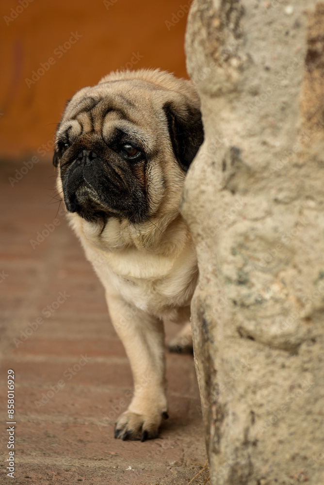 Obraz premium Pug hermoso