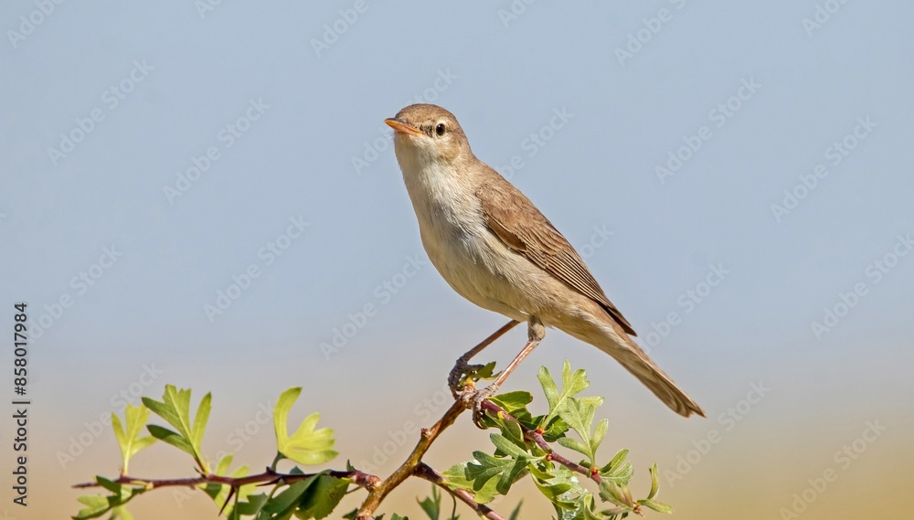 Eastern Olivaceous Warbler (Iduna pallida) is a songbird living in Asia, Europe and Africa. They come to Turkey in the summer to breed. Eastern Olivaceous Warbler (Iduna pallida) is a songbird living in Asia, Europe and Africa. They come to Turkey in the summer to breed.