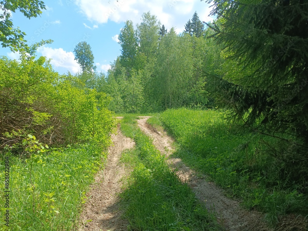 Road in forest in Siauliai county during sunny summer day. Oak and birch tree woodland. Sunny day with white clouds in blue sky. Bushes are growing in woods. Sandy road. Nature. Summer season. Miskas. Road in forest in Siauliai county during sunny summer day. Oak and birch tree woodland. Sunny day with white clouds in blue sky. Bushes are growing in woods. Sandy road. Nature. Summer season. Miskas.