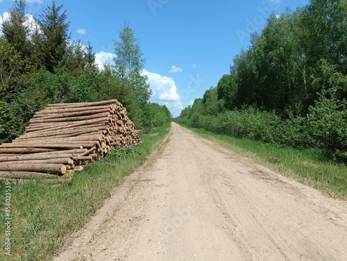 Road in forest in Siauliai county during sunny summer day. Oak and birch tree woodland. Sunny day with white clouds in blue sky. Bushes are growing in woods. Sandy road. Nature. Summer season. Miskas.