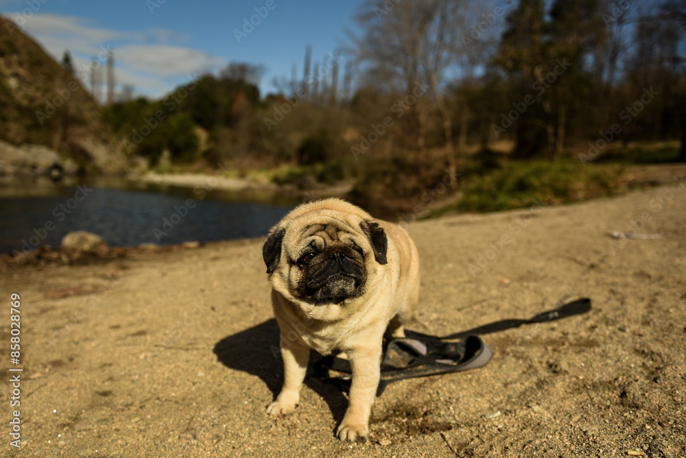 Obraz premium Pug adorable