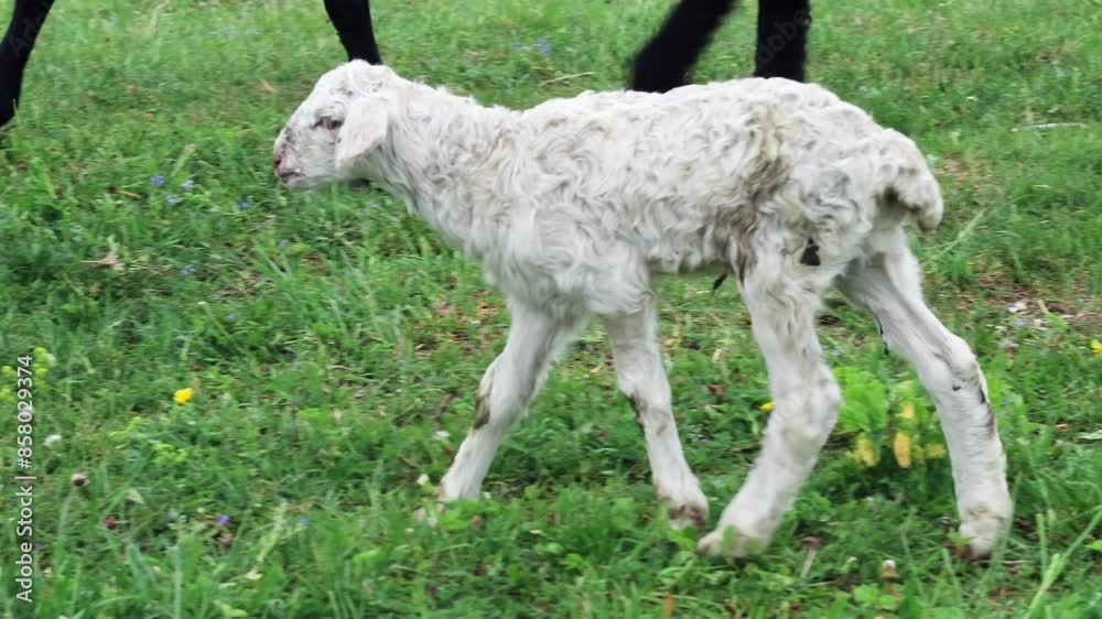 A young lamb strolling in a field with a herd of sheep during spring, surrounded by nature A young lamb strolling in a field with a herd of sheep during spring, surrounded by nature