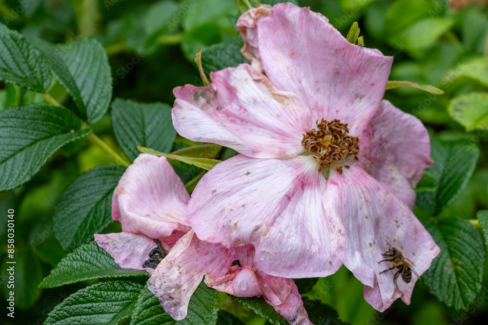 Obraz premium wet blossoms of a rose after the rain