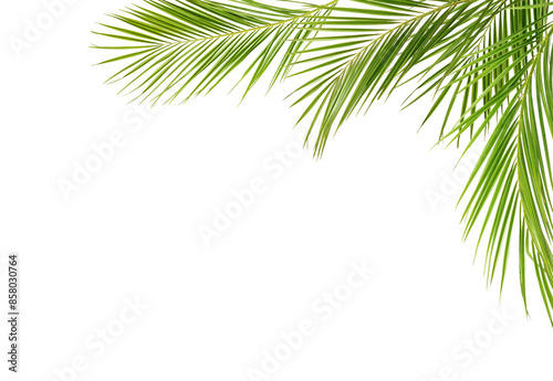 Green palm branches in a corner arrangement isolated on white or transparent background