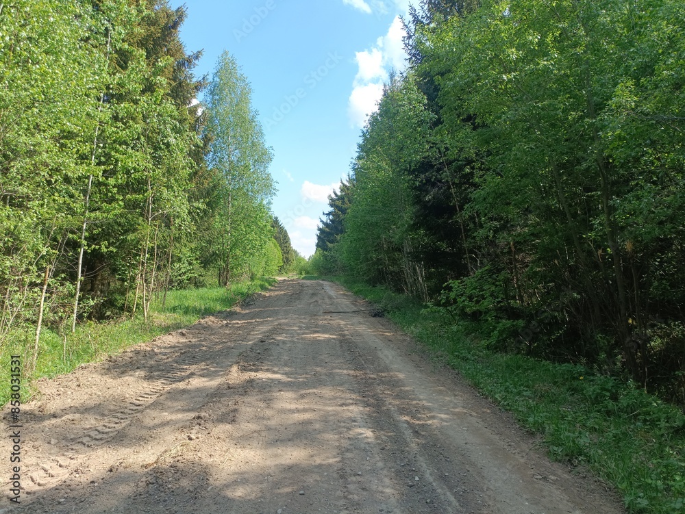 Forest in Siauliai county during sunny summer day. Oak and birch tree woodland. Sunny day with white clouds in blue sky. Bushes are growing in woods. Nature. Summer season. Miskas. Forest in Siauliai county during sunny summer day. Oak and birch tree woodland. Sunny day with white clouds in blue sky. Bushes are growing in woods. Nature. Summer season. Miskas.