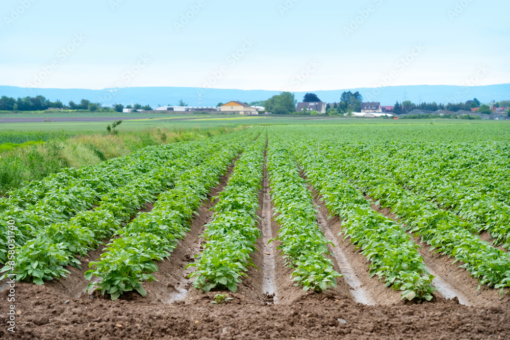 Obraz premium green potato tops, tuberous herbaceous plant, Solánum tuberósum, agricultural scene, field ripening, agricultural land, farm life