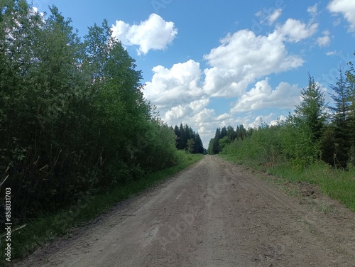 Forest in Siauliai county during sunny summer day. Oak and birch tree woodland. Sunny day with white clouds in blue sky. Bushes are growing in woods. Nature. Summer season. Miskas.