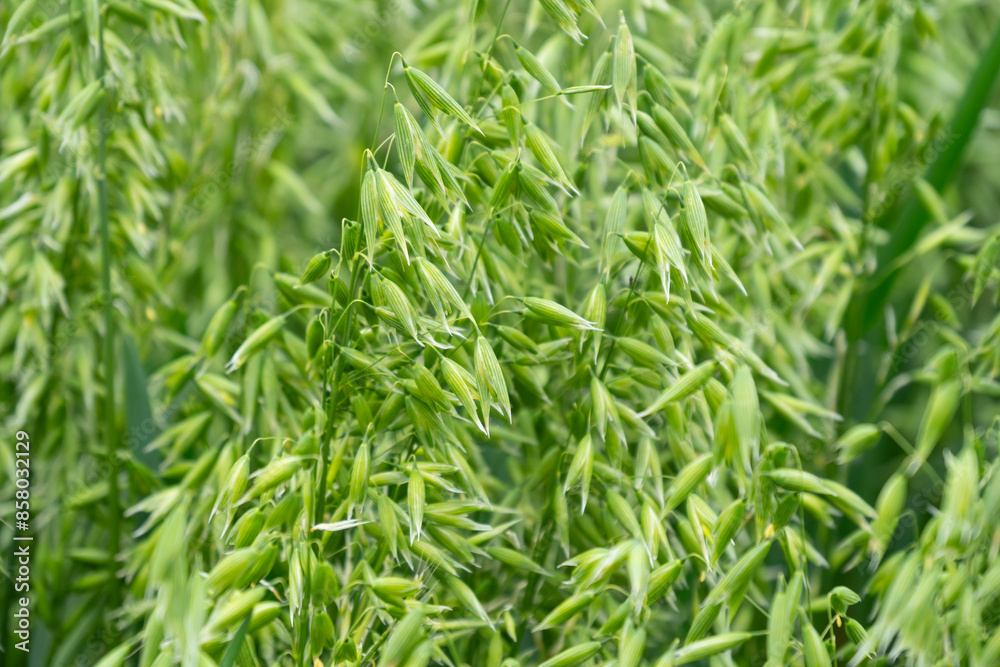 lush field young oats swaying in breeze, ripening crop diligent farmer, farming landscape, promise rich fruitful harvest, Nature's bounty lush field young oats swaying in breeze, ripening crop diligent farmer, farming landscape, promise rich fruitful harvest, Nature's bounty