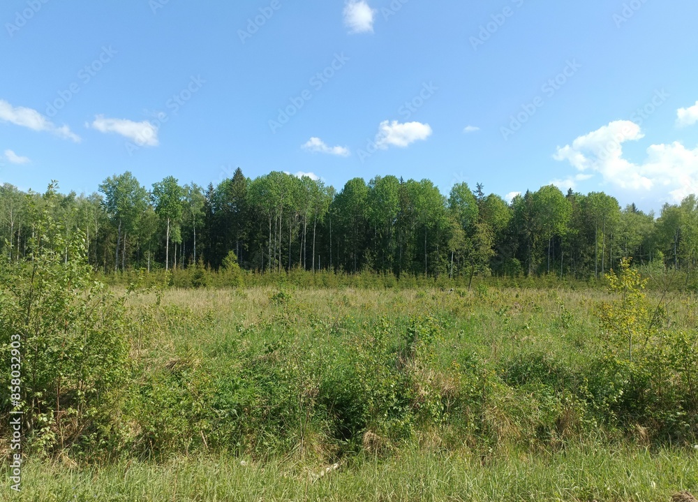 Forest in Siauliai county during sunny summer day. Oak and birch tree woodland. Sunny day with white clouds in blue sky. Bushes are growing in woods. Nature. Summer season. Miskas. Forest in Siauliai county during sunny summer day. Oak and birch tree woodland. Sunny day with white clouds in blue sky. Bushes are growing in woods. Nature. Summer season. Miskas.