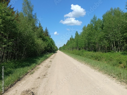 Road in forest in Siauliai county during sunny summer day. Oak and birch tree woodland. Sunny day with white clouds in blue sky. Bushes are growing in woods. Sandy road. Nature. Summer season. Miskas.