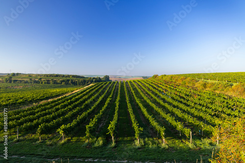 Vineyards with flovers near Cejkovice, Southern Moravia, Czech Republic © Richard Semik