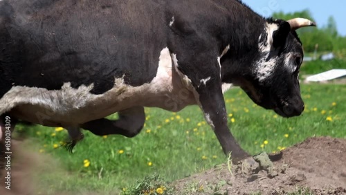 A cow energetically digging in the dirt on a sunny day in a rural farm field under the blue sky photo