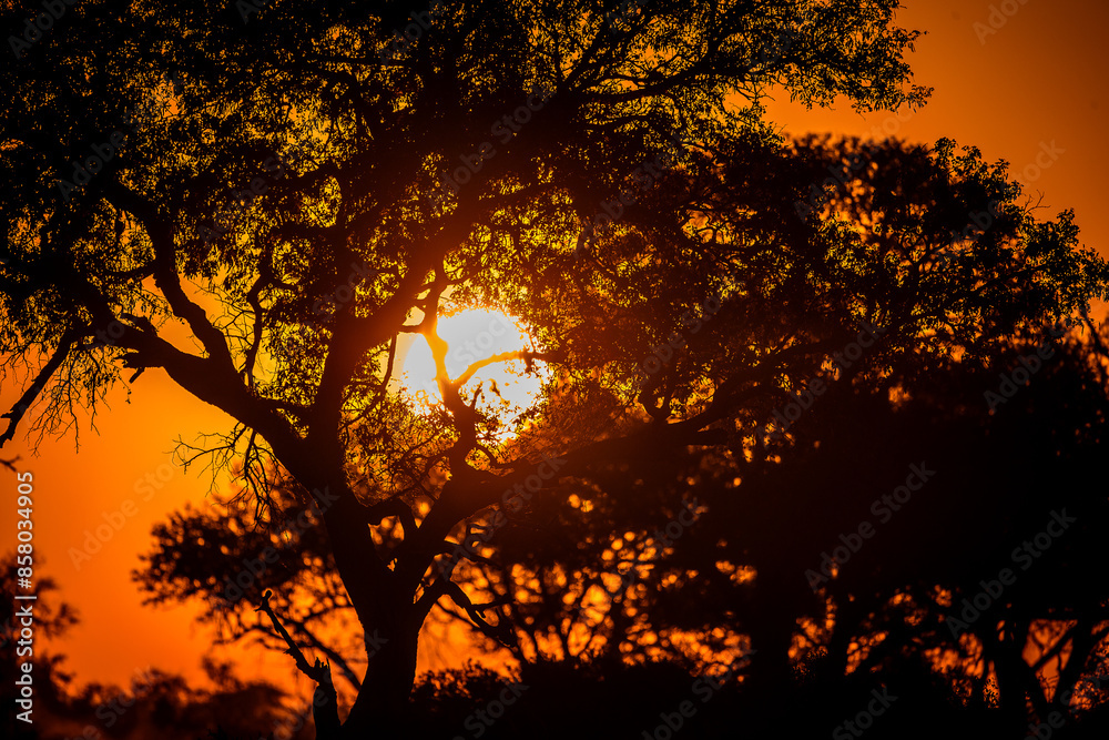 Sun rising behind some African trees Sun rising behind some African trees
