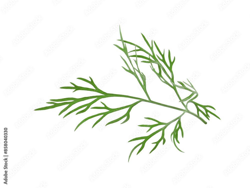 Sprig of fresh green dill isolated on white Sprig of fresh green dill isolated on white