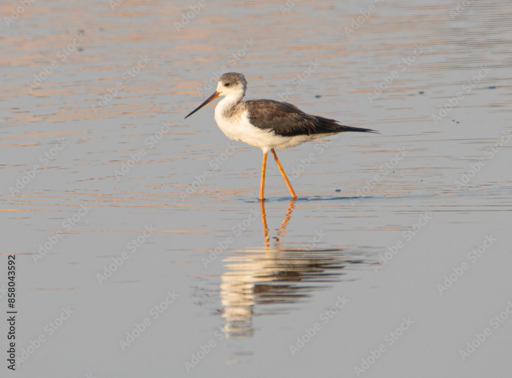 Black-winged stilt walking in water Black-winged stilt walking in water