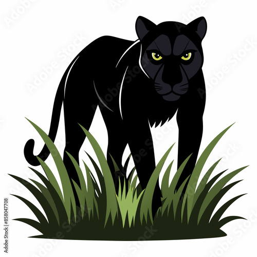 A black panther stalking through long grass white
