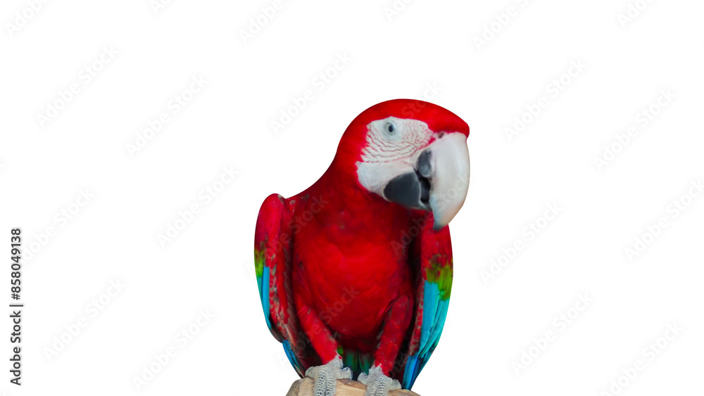 Fototapeta premium Red and blue macaw sitting on a tree top with transparent background