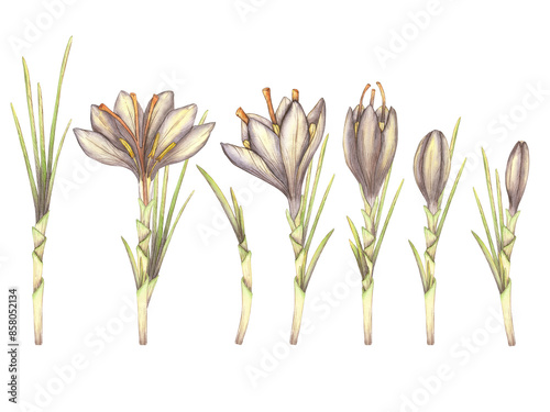 Saffron flowers painted in watercolor. Bouquets with the first flowers of spring, crocus. Watercolor illustration isolated on a white background. The stage of growth, a flowering plant. food, spices