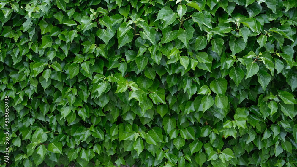 Mass of vegetation. Image of green leaves for background use. Mass of vegetation. Image of green leaves for background use.