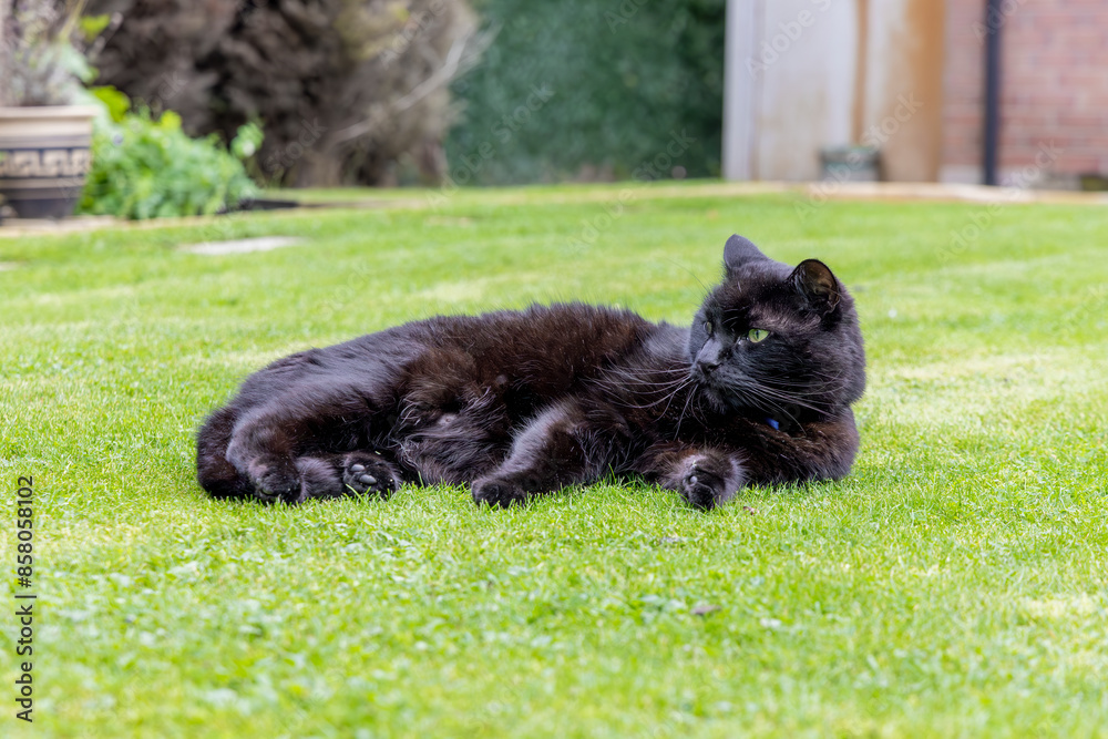 Black short haired cat with green eyes relaxing on garden lawn sunny summers day