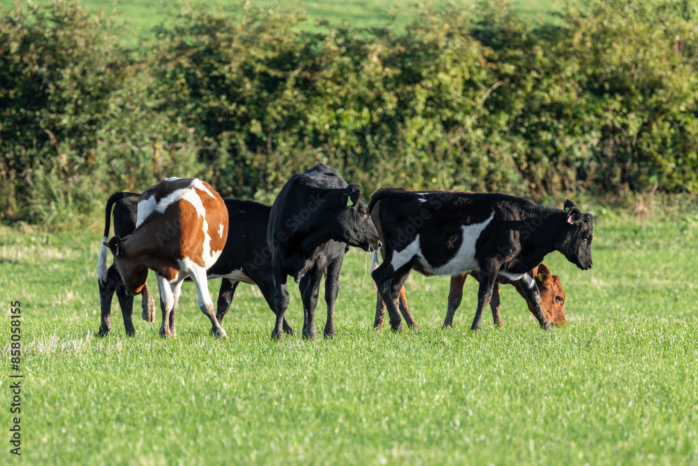 Peaceful summer cows grazing green grass in field with hawthorn hedgerow behind Peaceful summer cows grazing green grass in field with hawthorn hedgerow behind