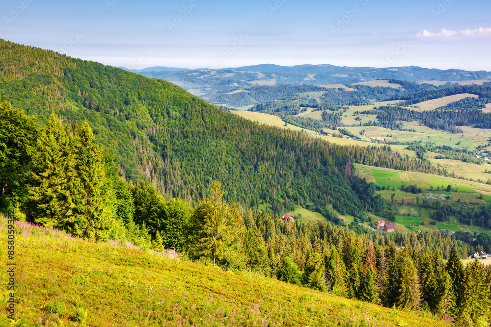 coniferous forest on the green grassy slopes of borzhava ridge. sunny day. rural valley in the distance. wonderful landscape of carpathian mountain range of ukraine in summer coniferous forest on the green grassy slopes of borzhava ridge. sunny day. rural valley in the distance. wonderful landscape of carpathian mountain range of ukraine in summer