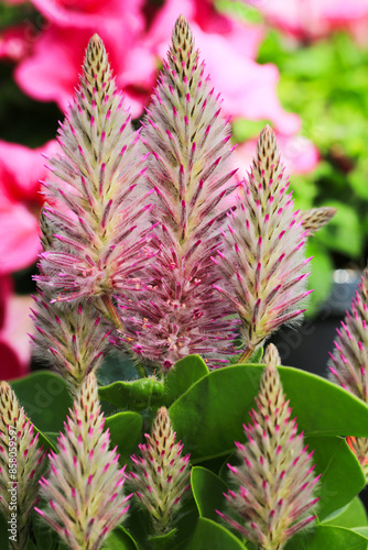 Beautiful ptilotus in sunny June