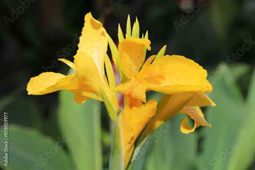 Yellow blooming canna lily in sunny June