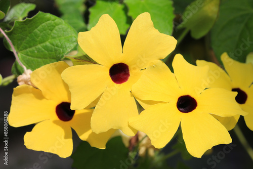 Blooming black-eyed Susan vine in sunny June