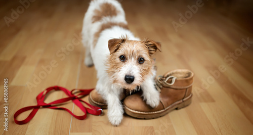 Obraz na plátně Face of a cute playful dog puppy after chewing her owner's shoes