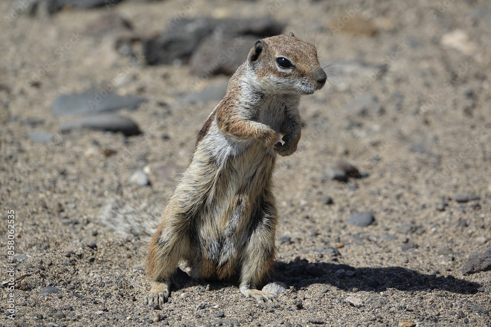 Barbary ground squirrel in cute pose, often referred to as a chipmunk in Canary Islands Barbary ground squirrel in cute pose, often referred to as a chipmunk in Canary Islands