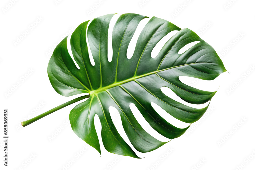 monstera green leaf isolated