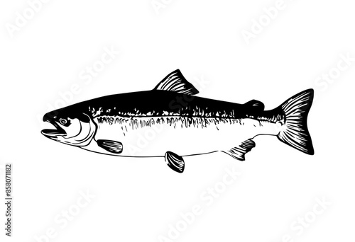 Salmon fish silhouette - cut out vector icon  Vector illustration.