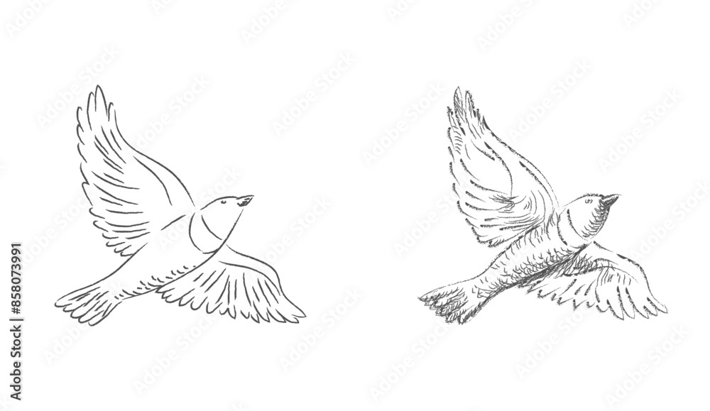 Vector pencil sketches of the flying ouzel