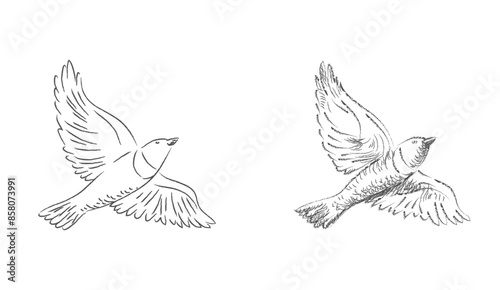 Vector pencil sketches of the flying ouzel