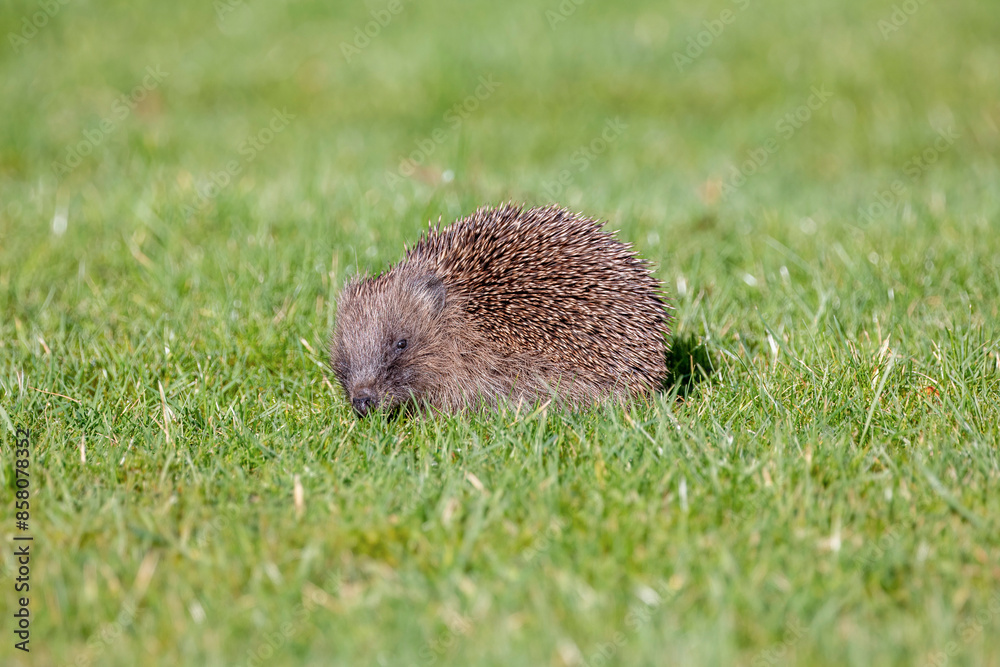 Hedgehog Sniffing for Food on Sunny Lawn Hedgehog Sniffing for Food on Sunny Lawn