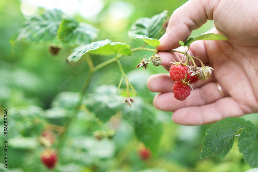 A farmer examines ripe raspberries. Raspberry harvest. A farmer examines ripe raspberries. Raspberry harvest.